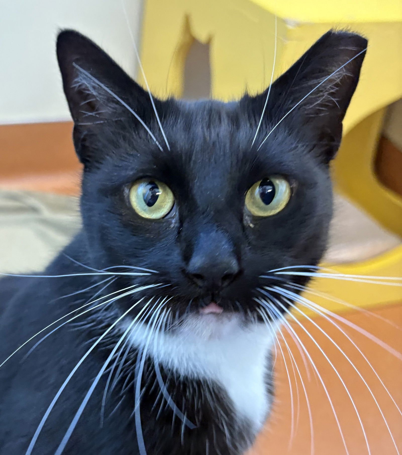 BOOTS - Domestic Short Hair available for adoption