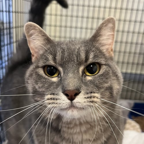 WALDA - Domestic Short Hair available for adoption
