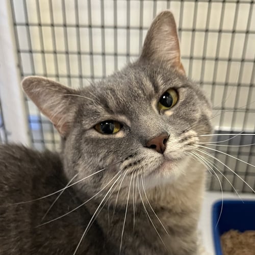 WALDA - Domestic Short Hair available for adoption