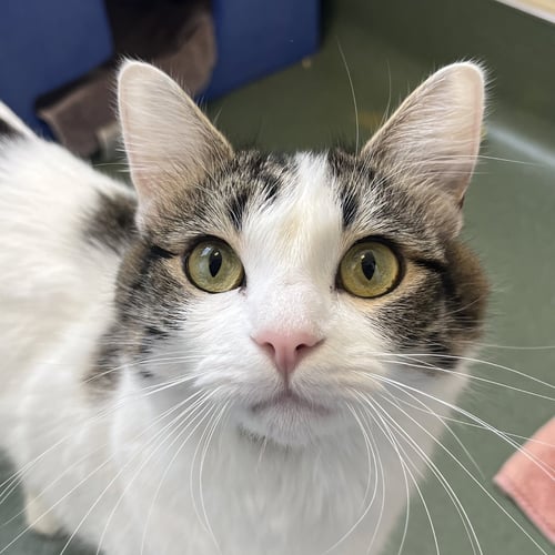 SUZIE - Domestic Medium Hair available for adoption