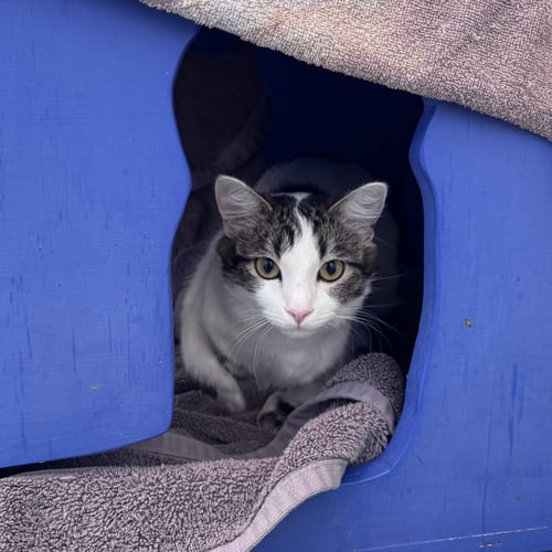 SUZIE - Domestic Medium Hair available for adoption