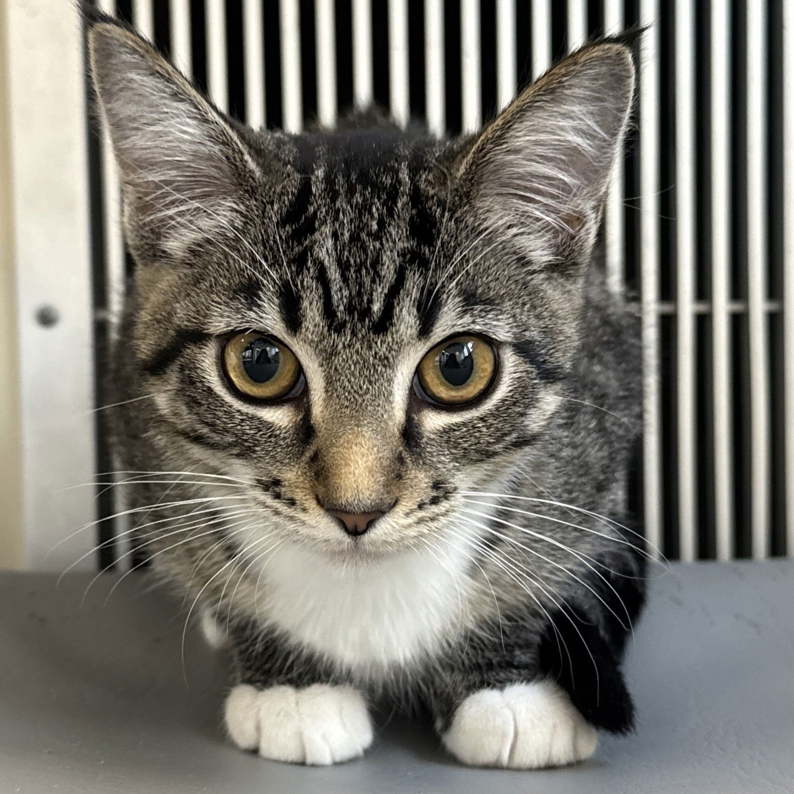 POSEY - Domestic Short Hair available for adoption