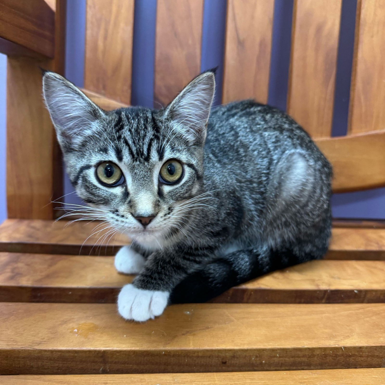 POSEY - Domestic Short Hair available for adoption