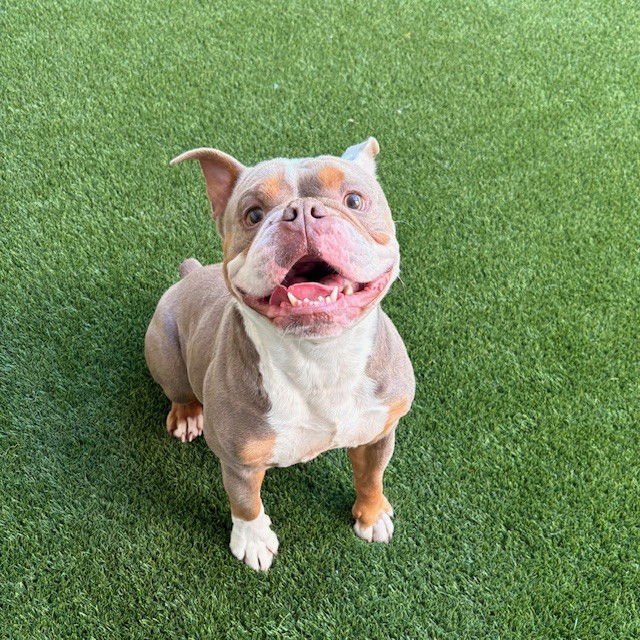 GEORGE - Bulldog available for adoption