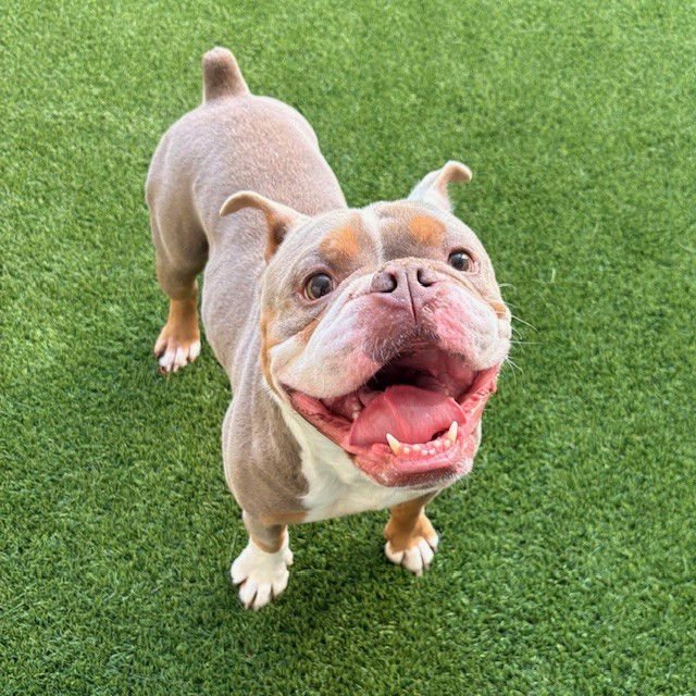 GEORGE - Bulldog available for adoption