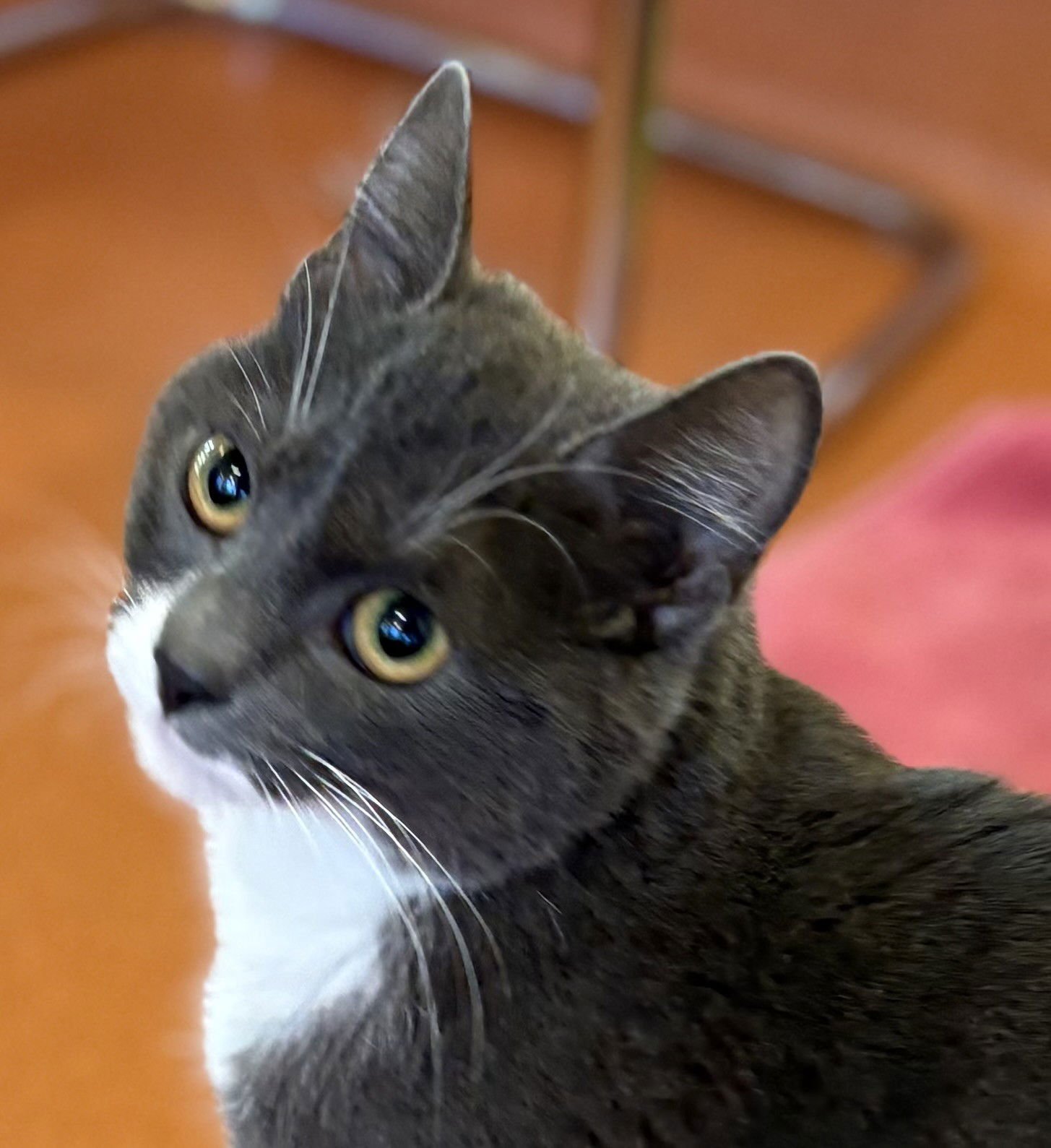 BELLA - Domestic Short Hair available for adoption