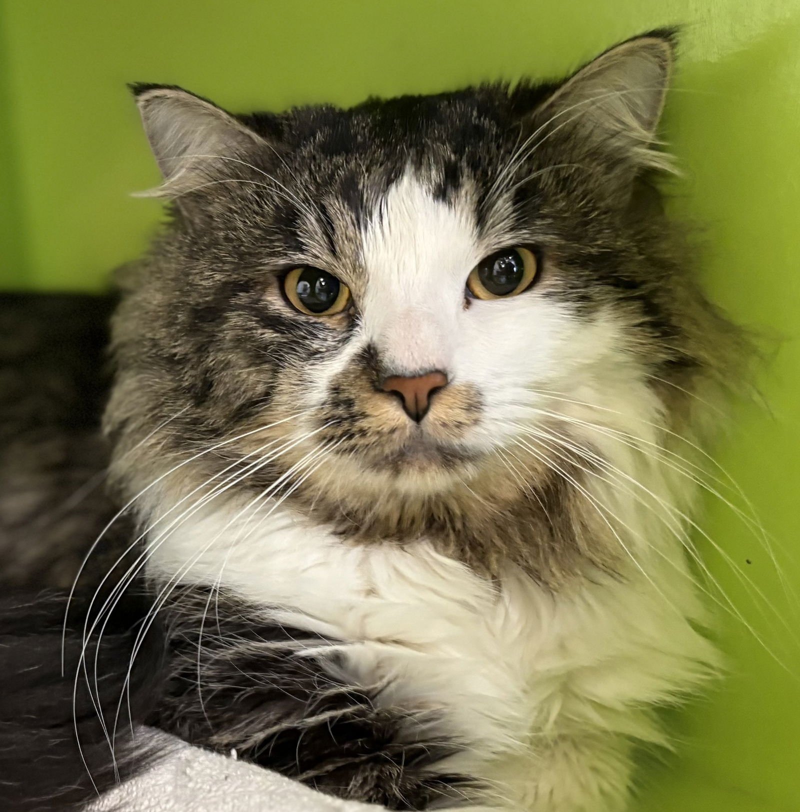 CLOUD - Domestic Long Hair / Tabby available for adoption