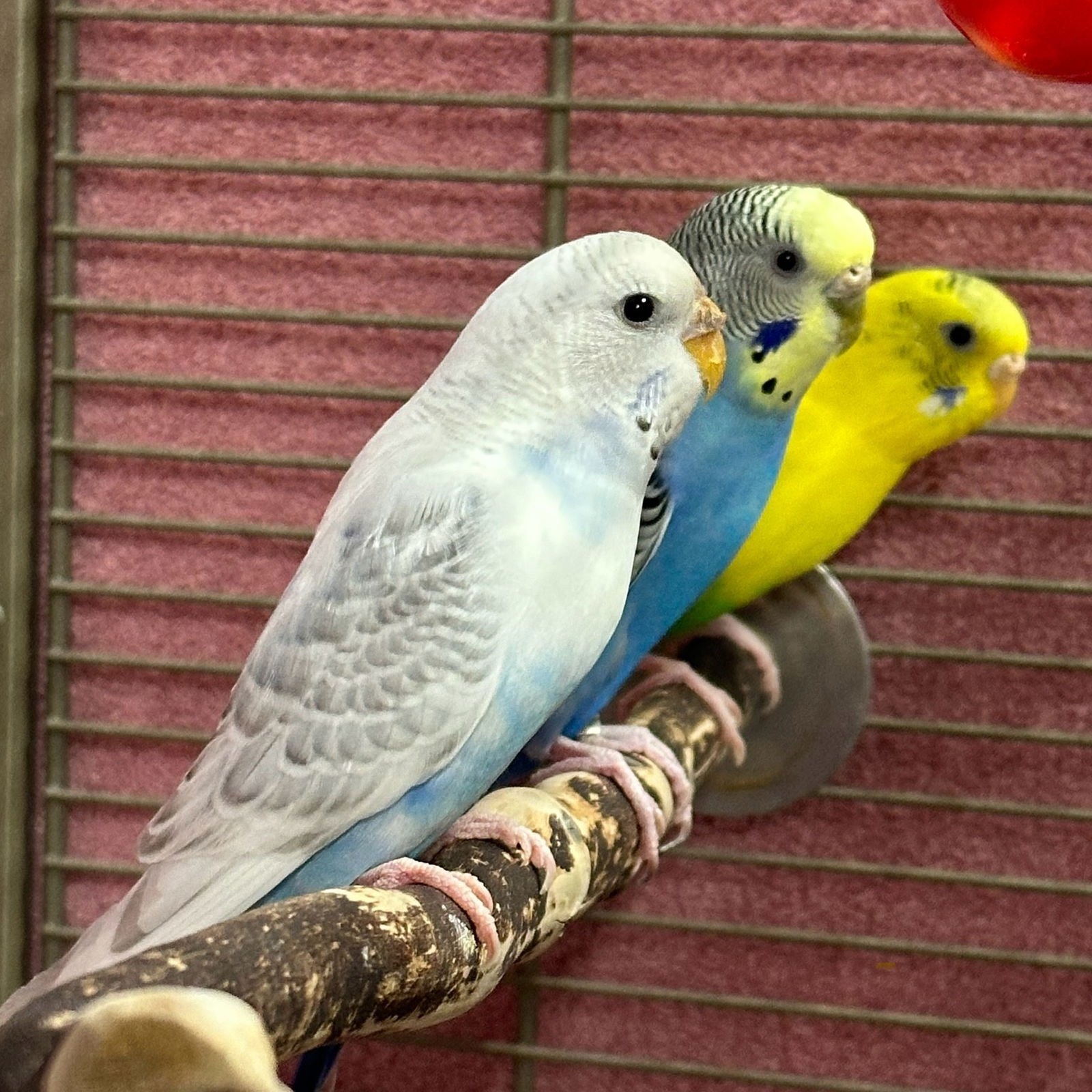 FEMALE FLOCK! (POP STAR THEME) - Budgie/Budgerigar available for adoption