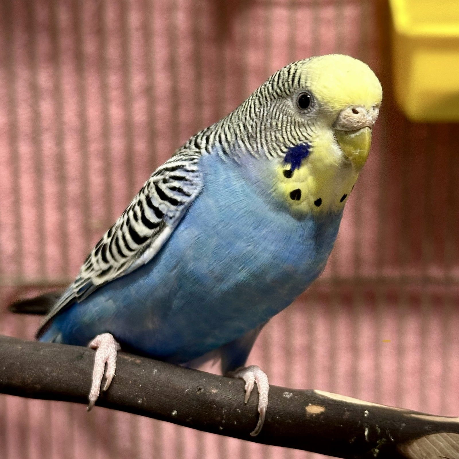FEMALE FLOCK! (POP STAR THEME) - Budgie/Budgerigar available for adoption