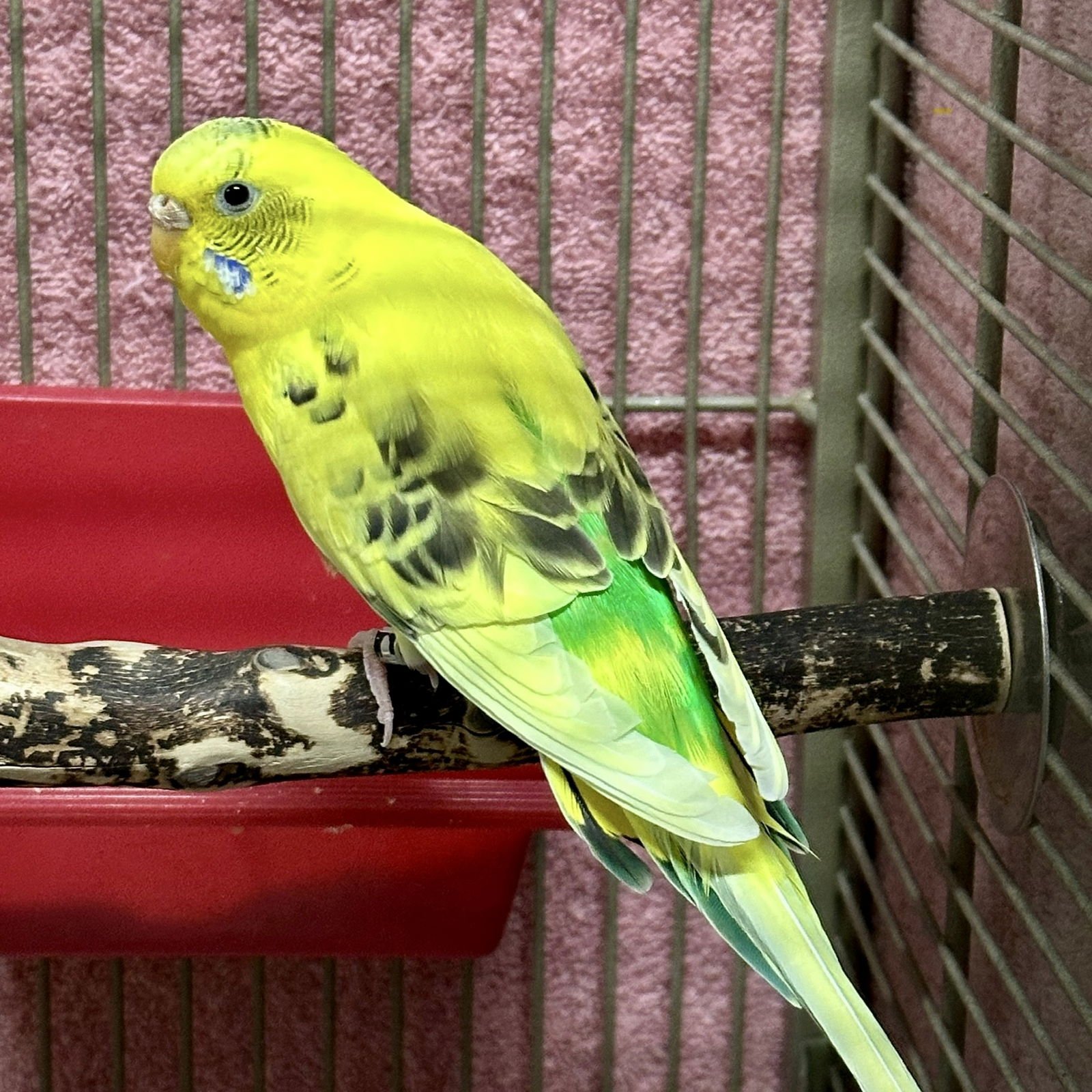 Female flock! (pop star theme) - Photo 3