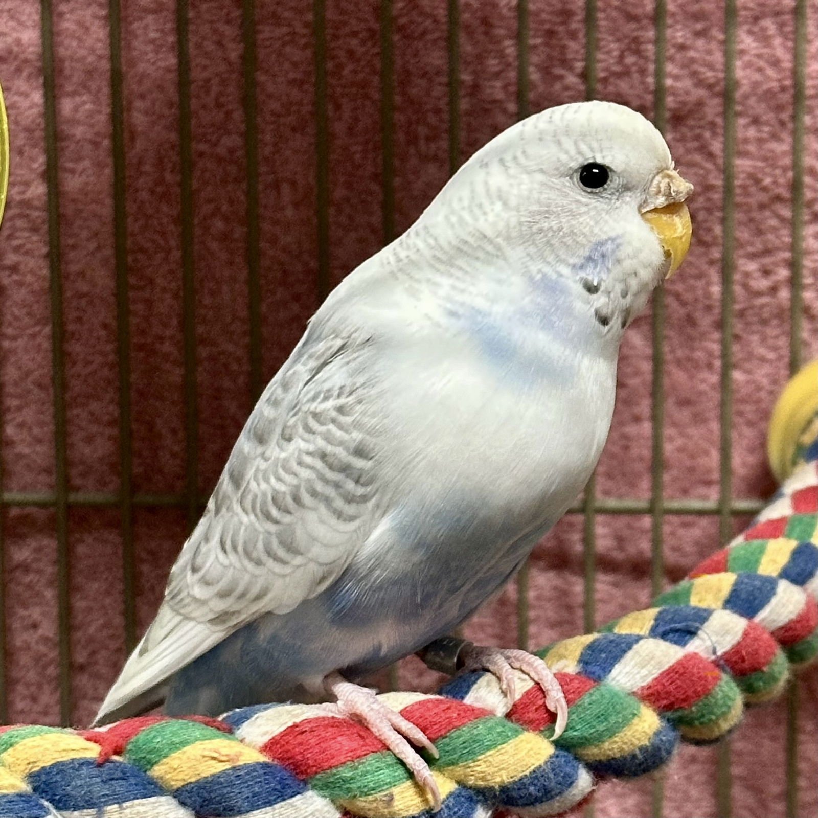 Female flock! (pop star theme) - Photo 4