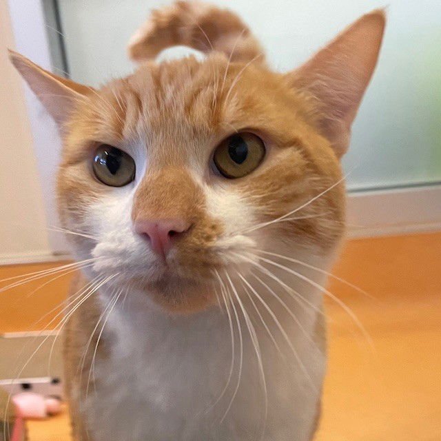 FILET-O-FISH - Domestic Short Hair available for adoption