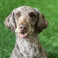 Morty the Senior! - Photo 1