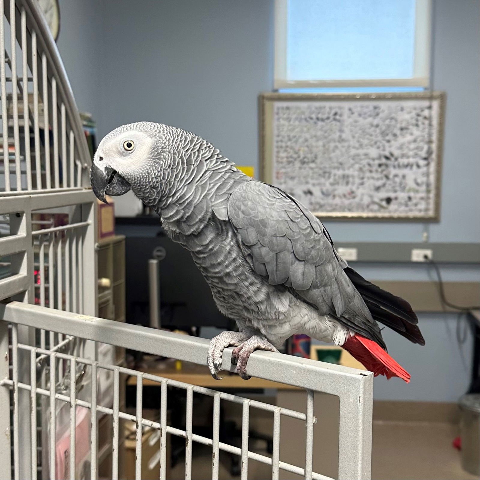 BOBO - African Grey available for adoption