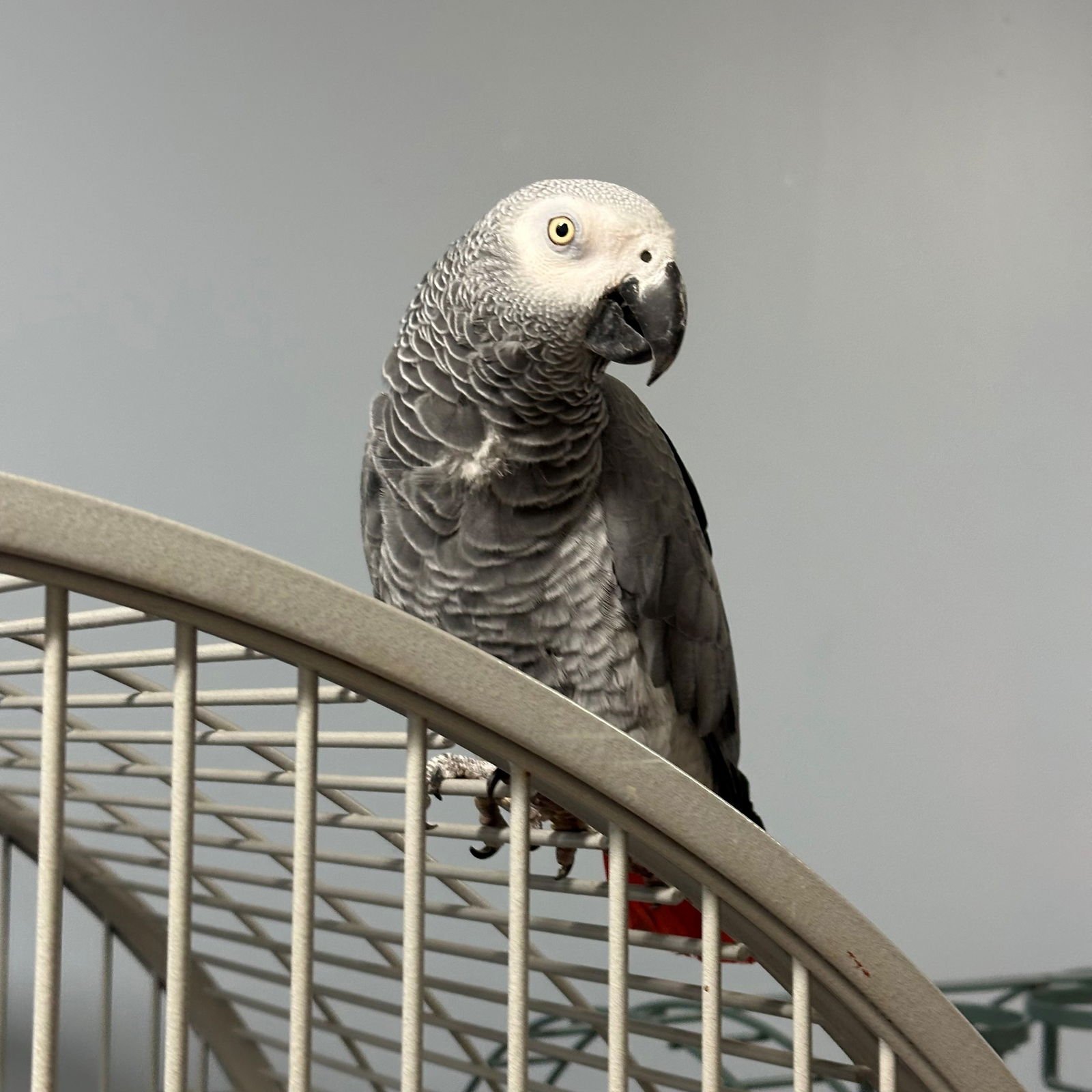 BOBO - African Grey available for adoption