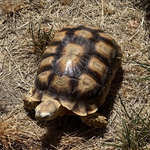 SUMMER - Sulcata (African Spur Thigh) available for adoption