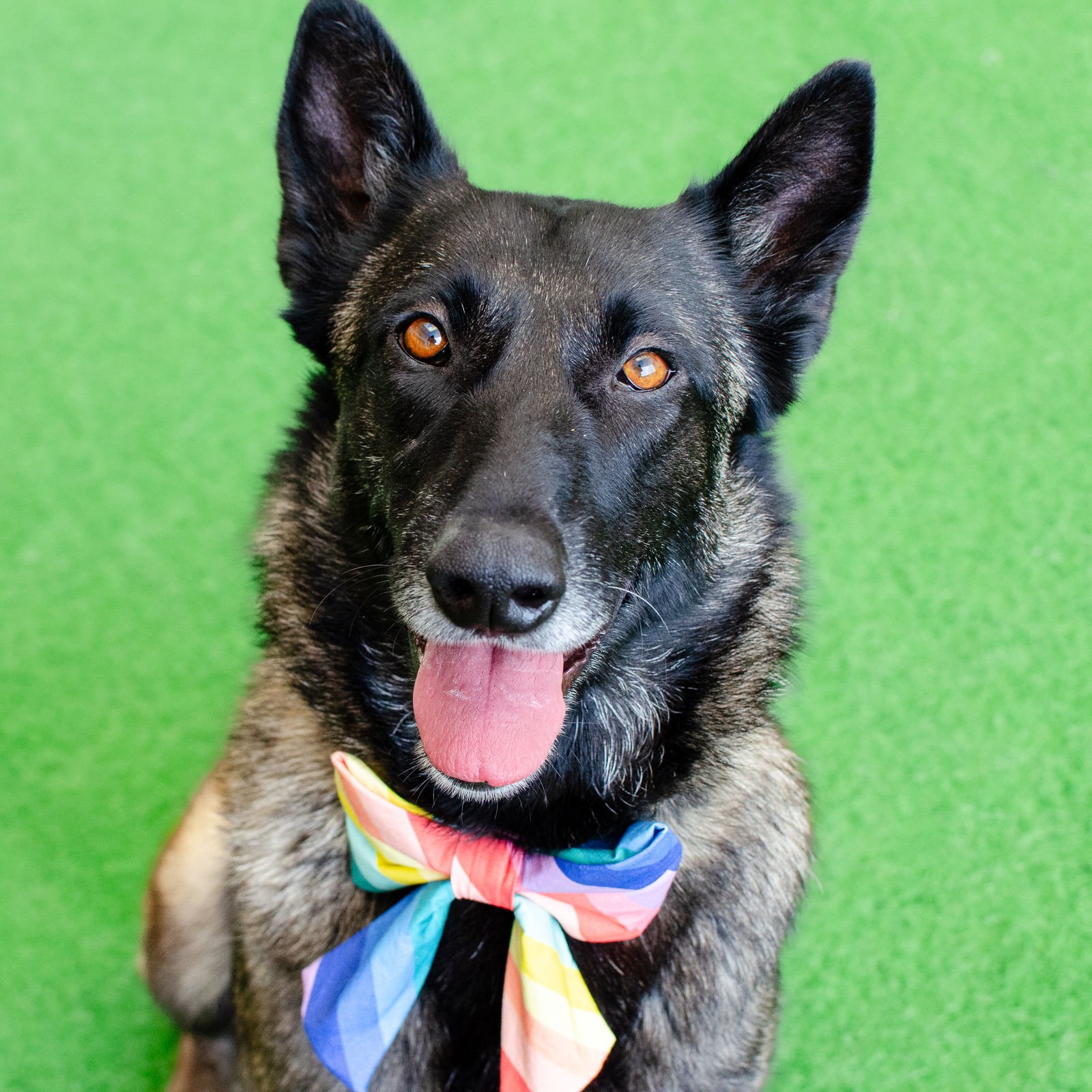 JESSE - Belgian Shepherd Malinois available for adoption