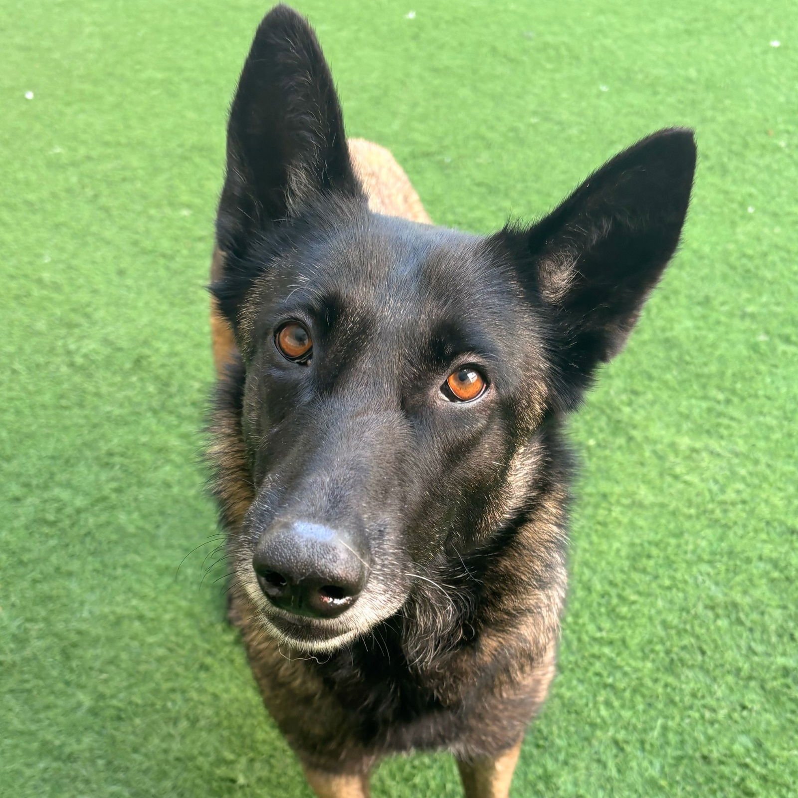 JESSE - Belgian Shepherd Malinois available for adoption