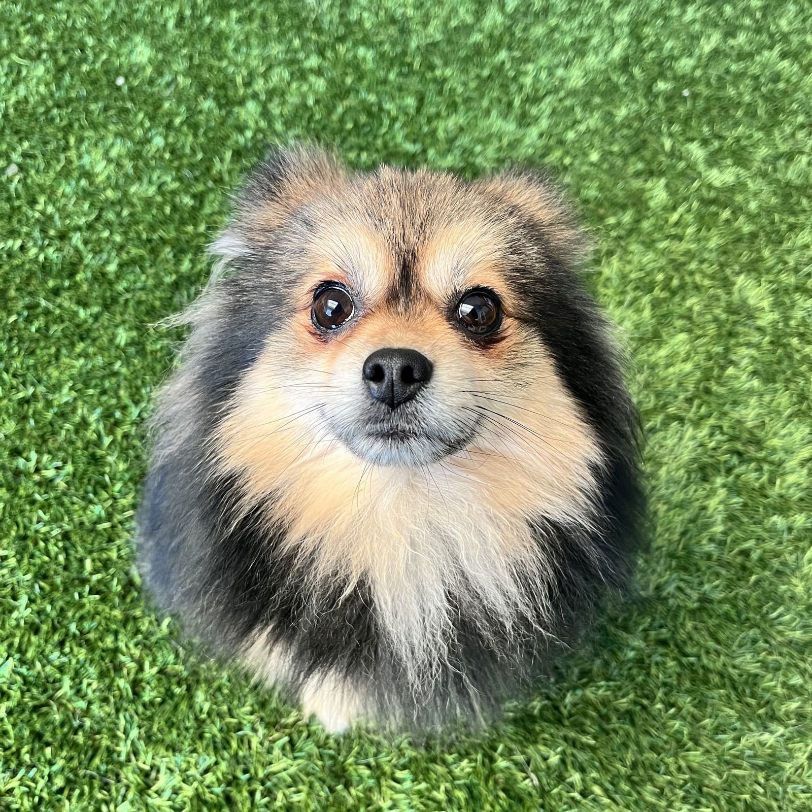 ROCCO - Pomeranian available for adoption