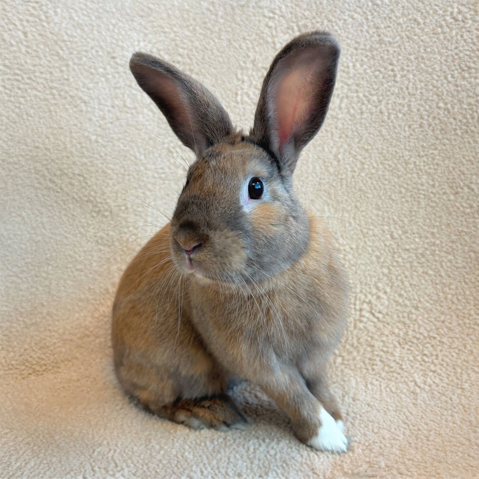 CUPCAKE - Shorthaired Rabbit available for adoption