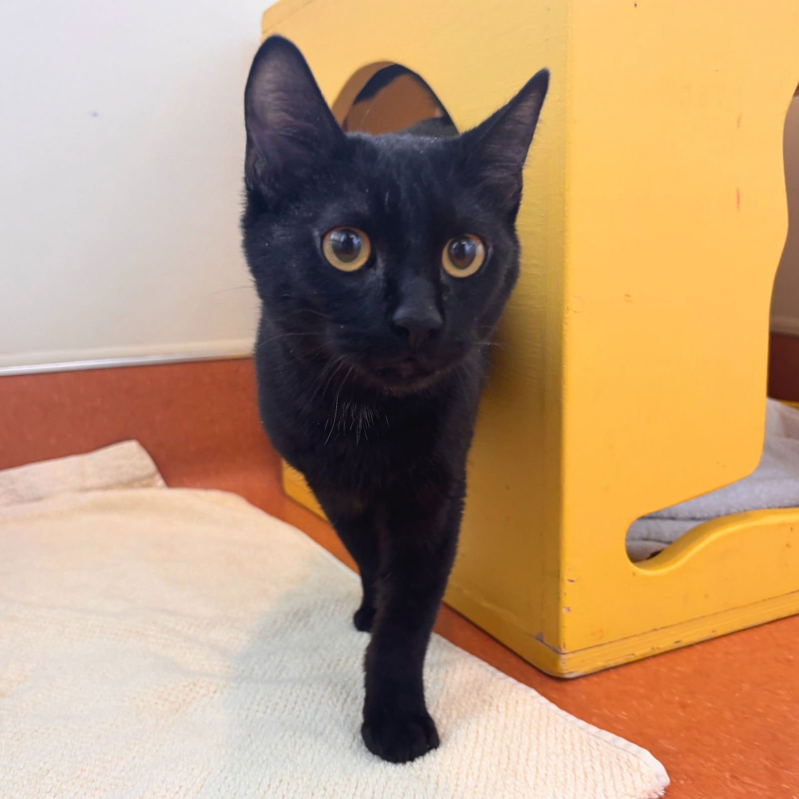 ELMER - Domestic Short Hair available for adoption