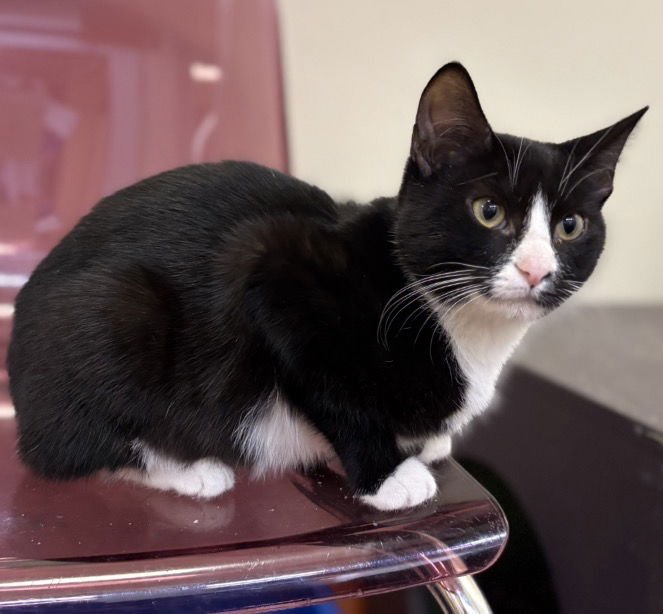 MAX - Domestic Short Hair available for adoption