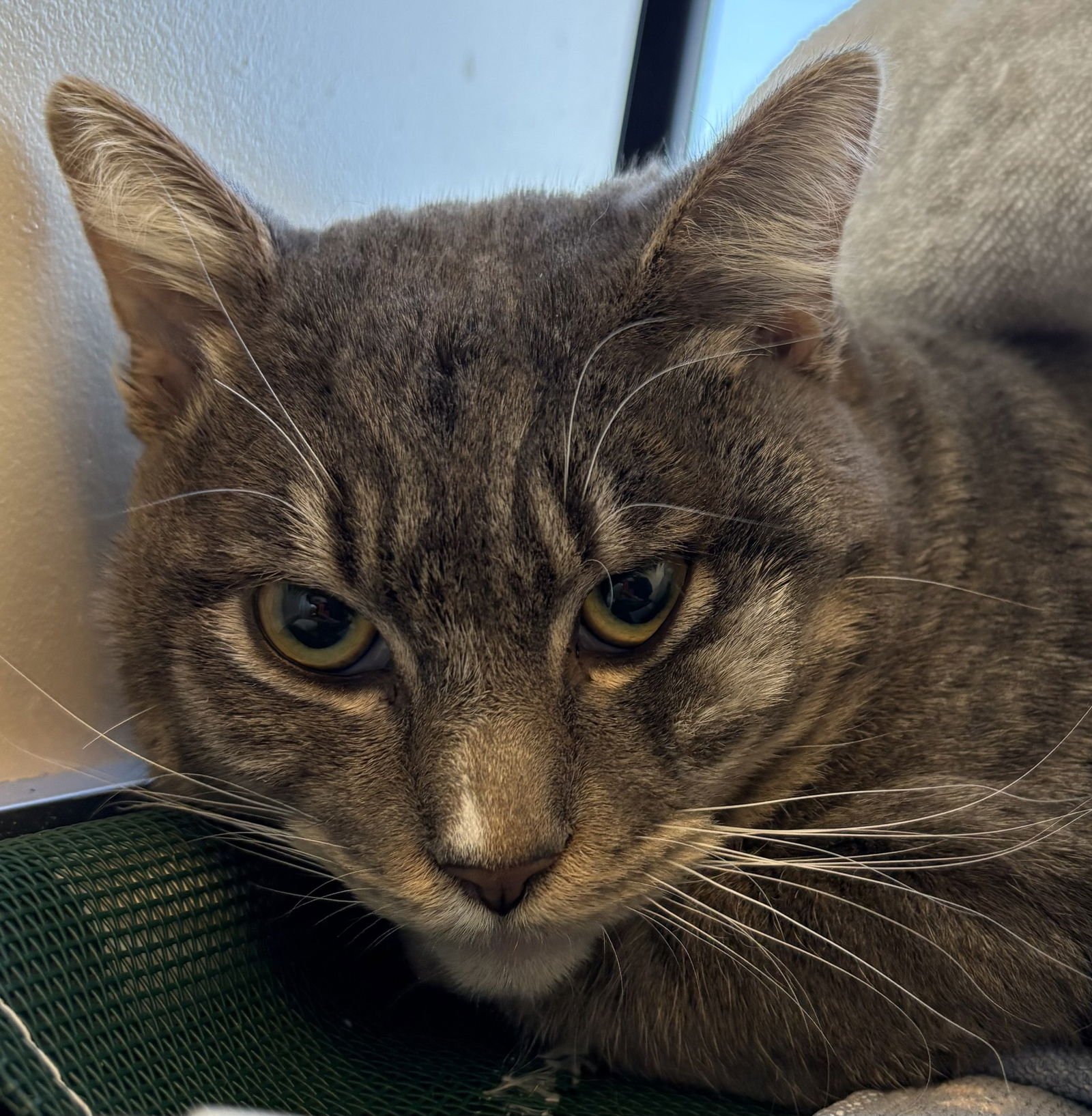 KAI - Domestic Short Hair / Tabby available for adoption