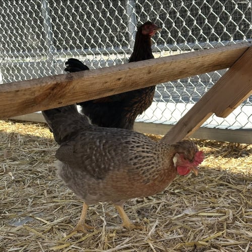 HENS & ROOSTERS! - Chicken available for adoption