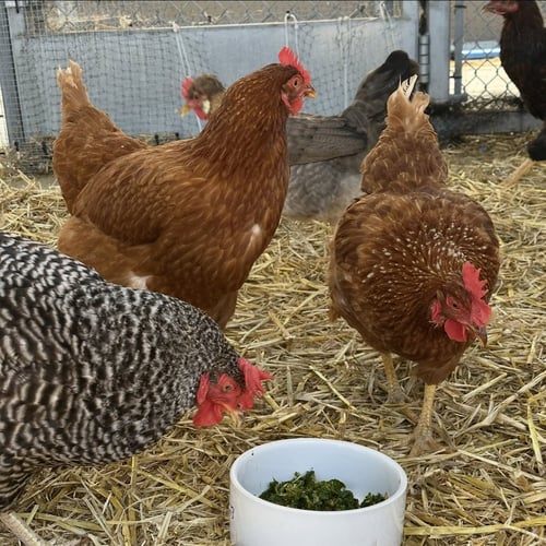 HENS & ROOSTERS! - Chicken available for adoption