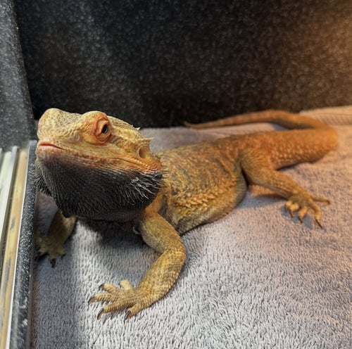 CINNAMON - Lizard available for adoption