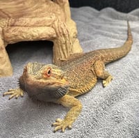 Cinnamon - Photo 2