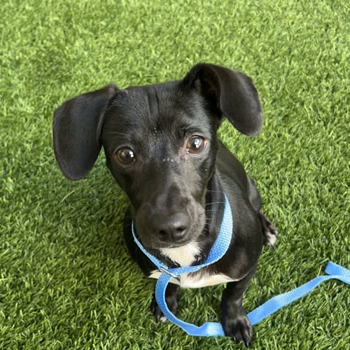 BLISS - Dachshund available for adoption