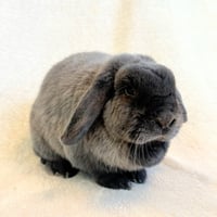 Momo & Bok Choy - Photo 2