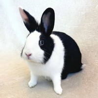 Momo & Bok Choy - Photo 3