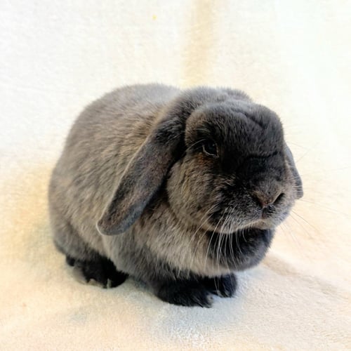 MOMO & BOK CHOY - Lop Eared / Dutch available for adoption