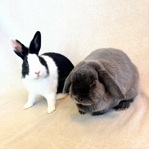 MOMO & BOK CHOY - Lop Eared / Dutch available for adoption