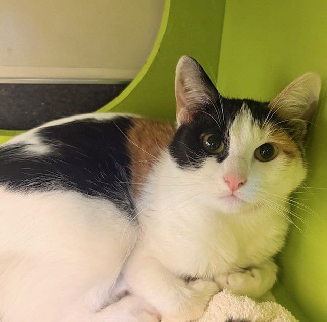 CALI - Domestic Short Hair available for adoption