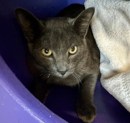 MITTENS - Domestic Short Hair available for adoption