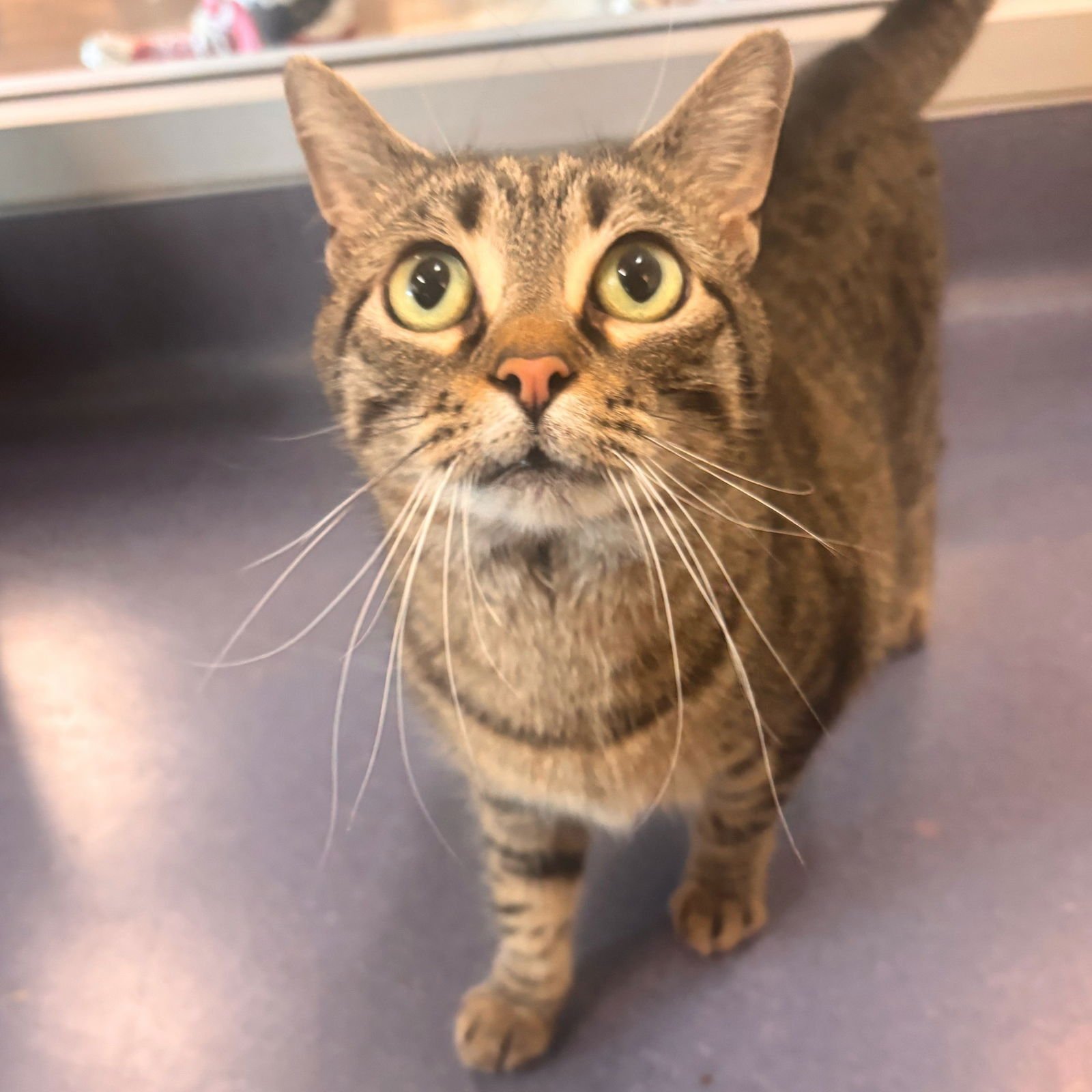 MICHITA - Domestic Short Hair available for adoption