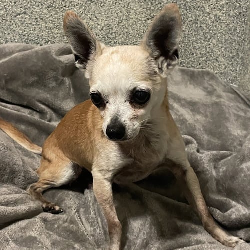 FROYO - Chihuahua available for adoption