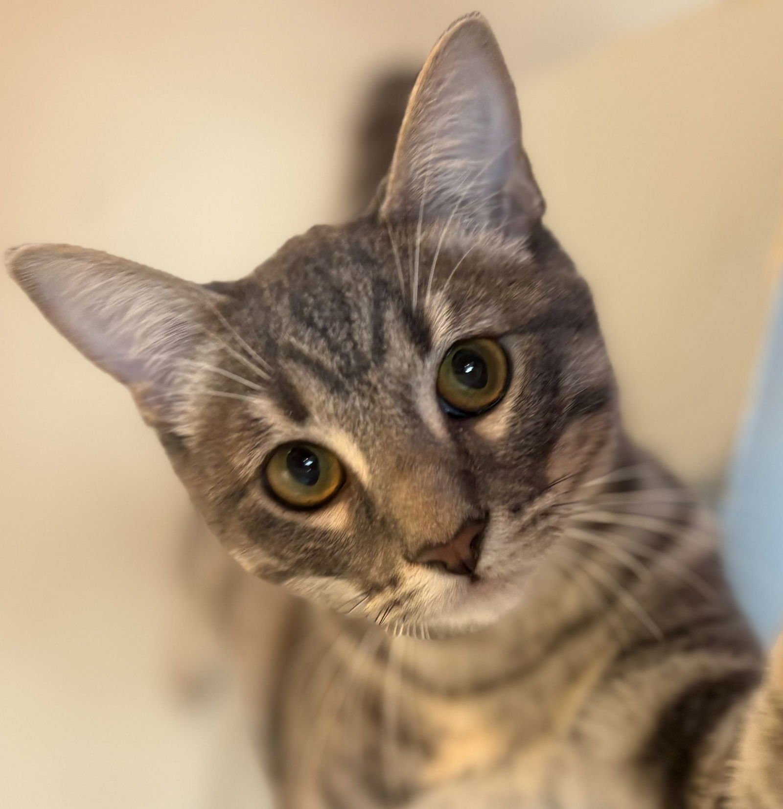 TOMMY - Domestic Short Hair / Tabby available for adoption