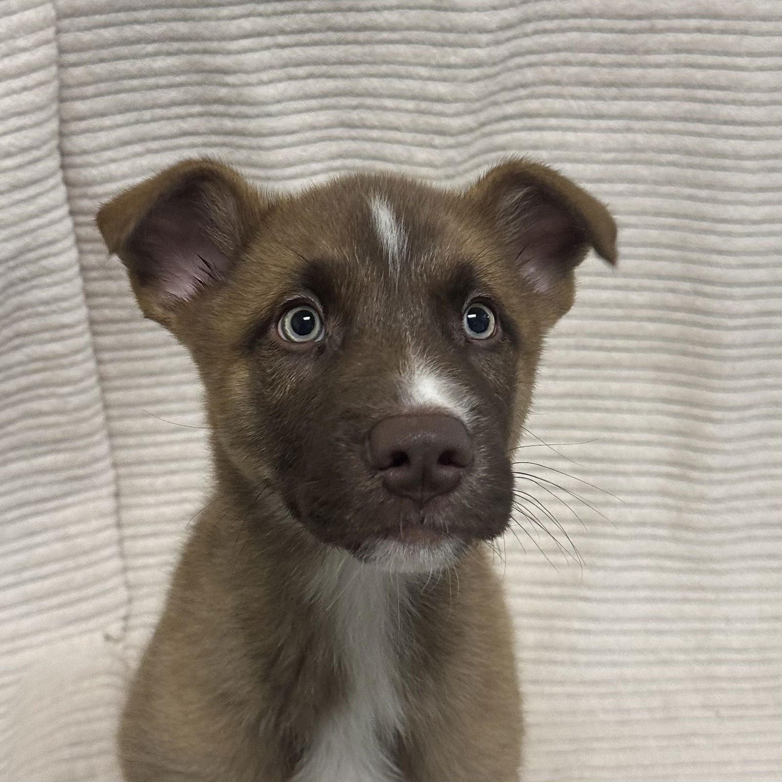 THEODORE - Shepherd / Husky available for adoption