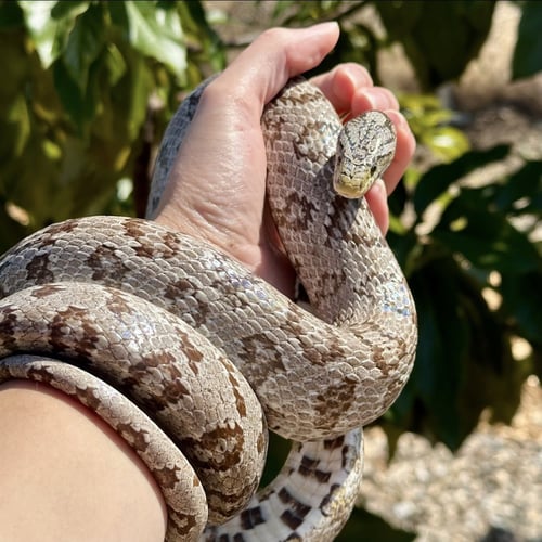 KERNAL - Corn/Rat Snake available for adoption