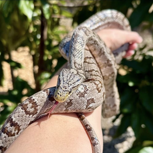 KERNAL - Corn/Rat Snake available for adoption