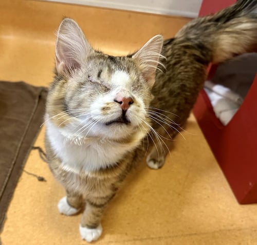 KEVA - Domestic Long Hair available for adoption