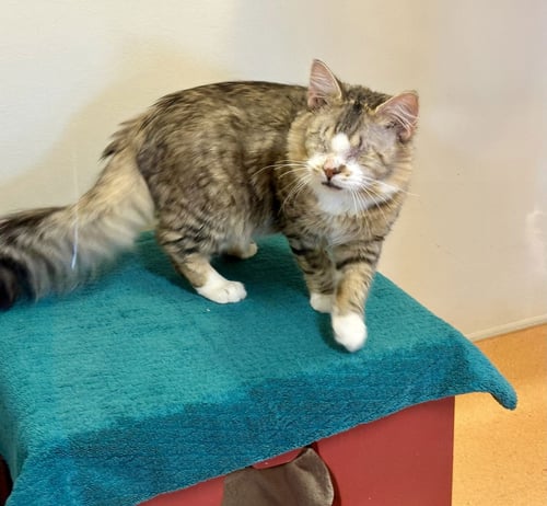 KEVA - Domestic Long Hair available for adoption