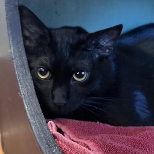 SIRIUS BLACK - Domestic Short Hair available for adoption