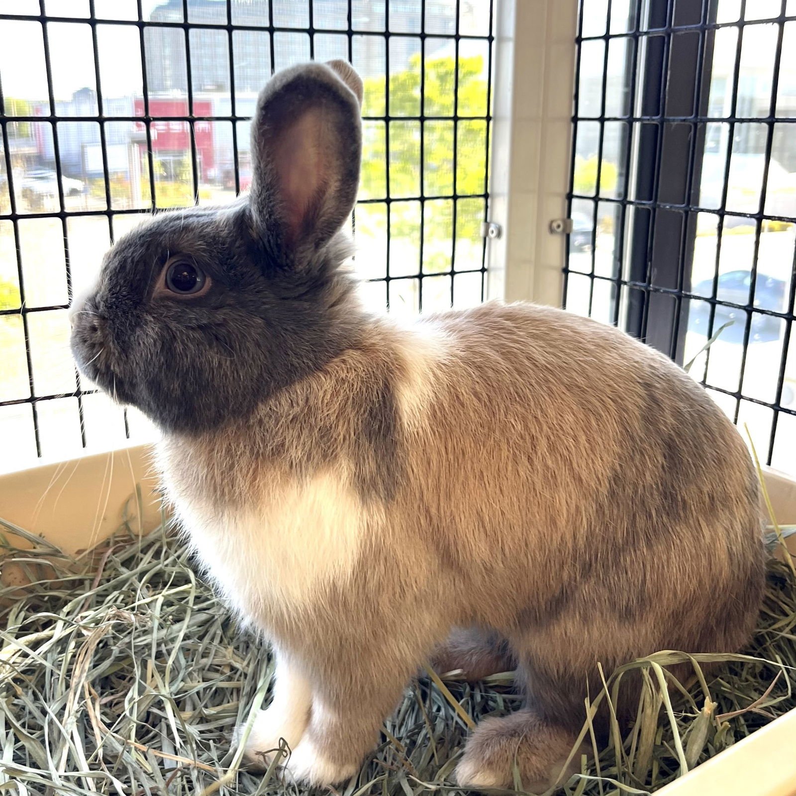 CINAMON BUNZ - Shorthaired Rabbit available for adoption