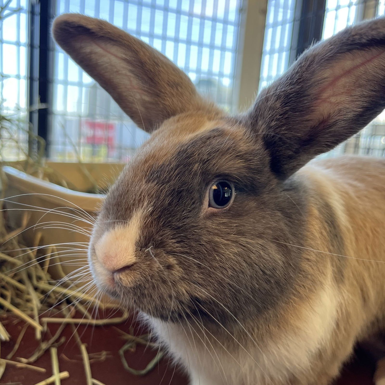 CINAMON BUNZ - Shorthaired Rabbit available for adoption
