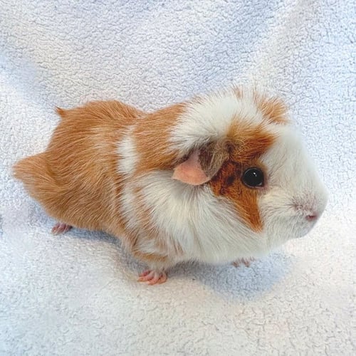 SHERLOCK HOLMES & CHARLIE CHAPLIN (M) - Guinea Pig available for adoption